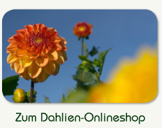Zum Dahlien-Onlineshop