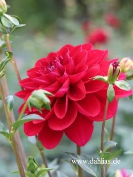 Preview: Alfred Lorenzen