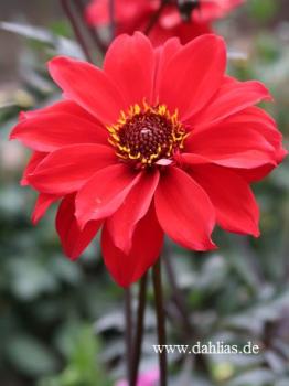 Preview: Bishop of Llandaff