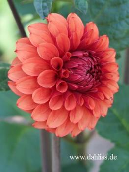 Preview: Brown Sugar