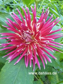 Preview: China Town Song