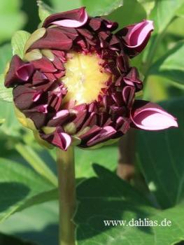 Preview: Creme de Cassis