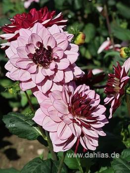 Preview: Creme de Cassis