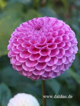 Preview: Franz Kafka