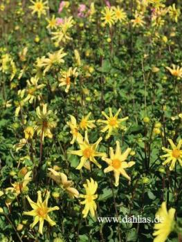 Preview: Golden Star