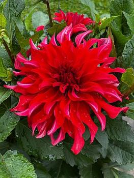 Labyrinth Red