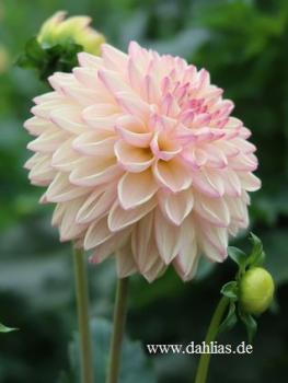 Preview: Valley Porcupine