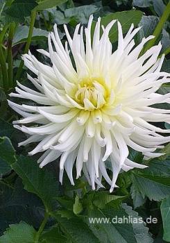 White Star