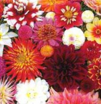 Wagschals Wundertüte