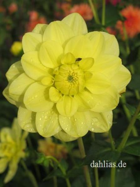 Glorie van Heemstede