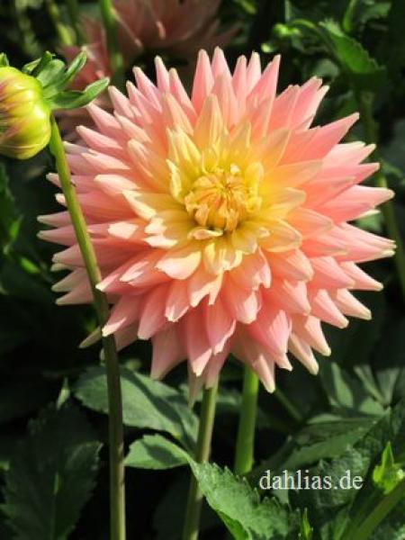 Marie Luise Marjan  W