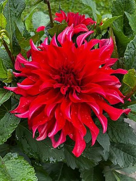 Labyrinth Red