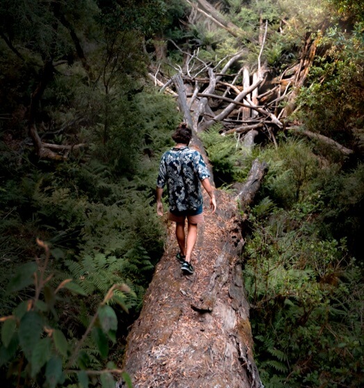 Ein Mensch gehtauf einem umgestürzten Baum im Urwald